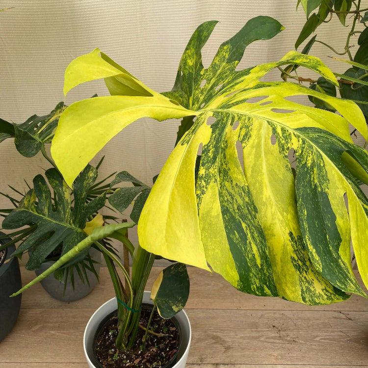 Variegated Aurea Monstera Seeds