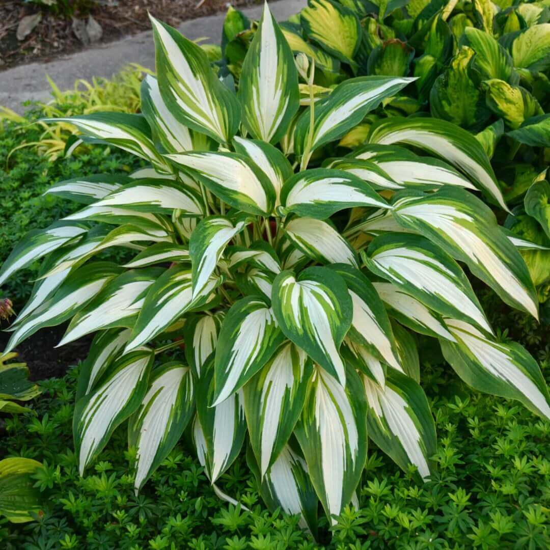 Variegated Hosta Seeds