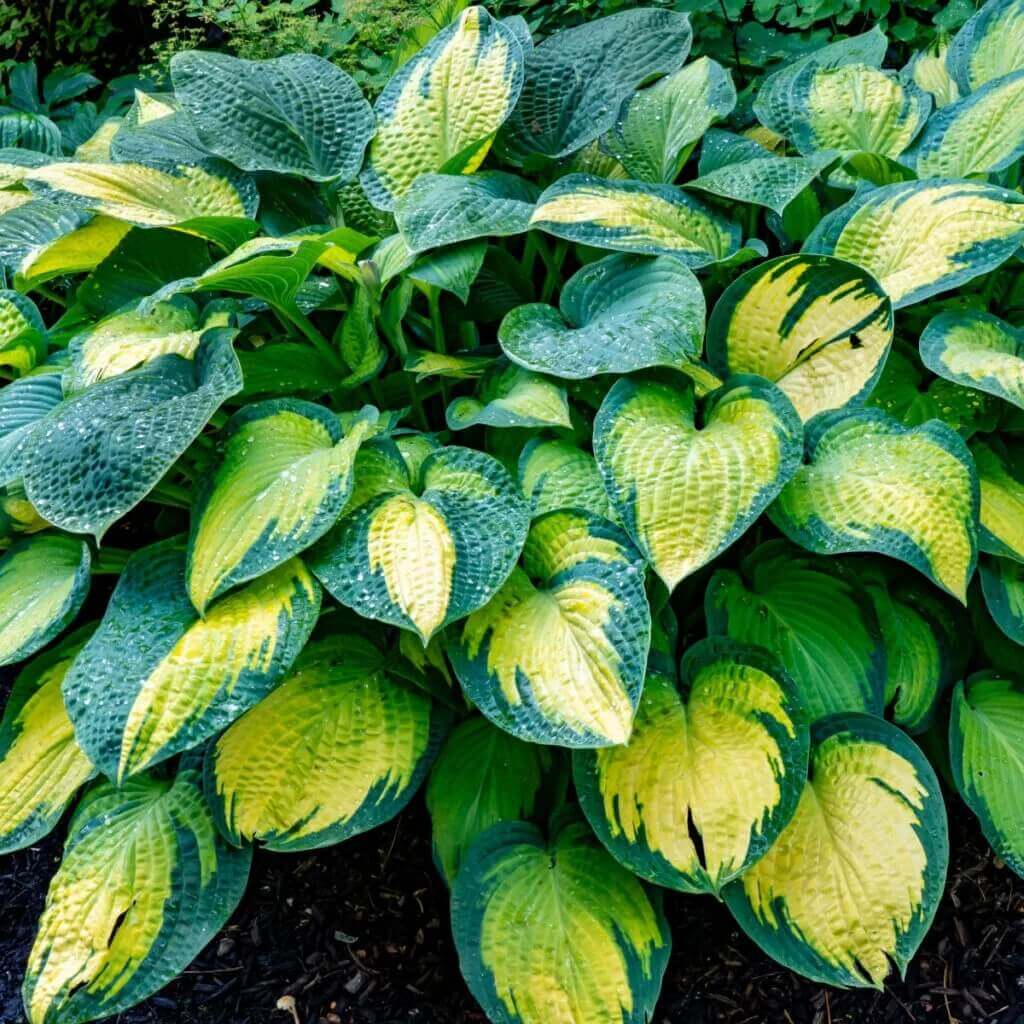 Variegated Hosta Seeds
