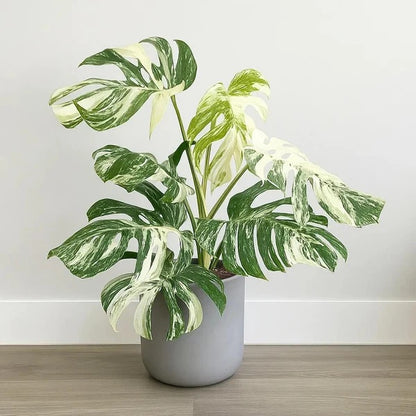 Variegated Monstera Seeds