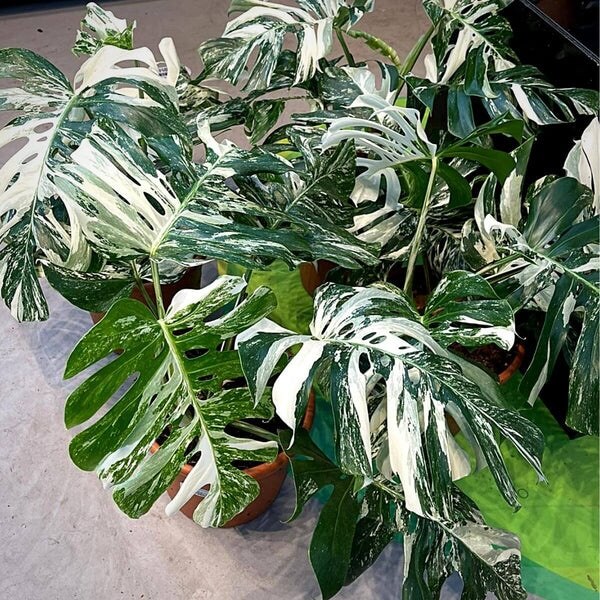 Variegated Monstera Seeds