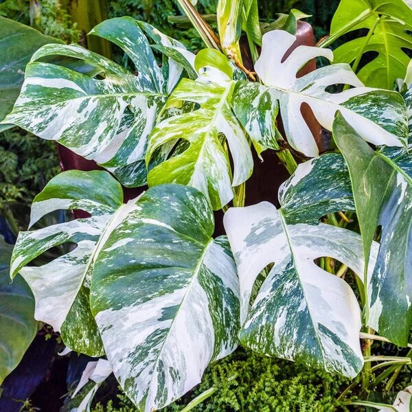 Variegated Monstera Seeds