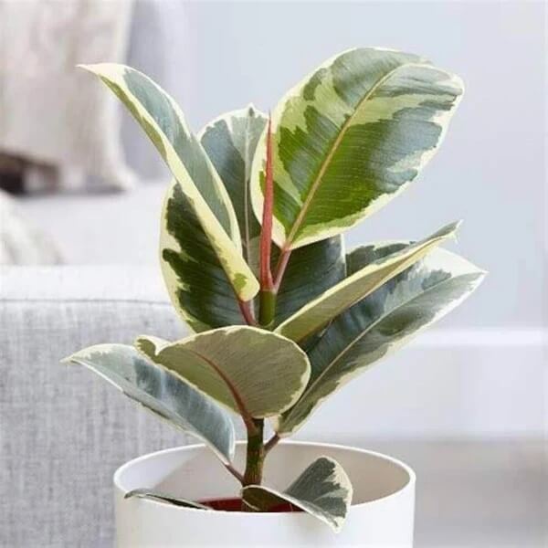 Variegated Rubber Plant seeds - Flower Plant