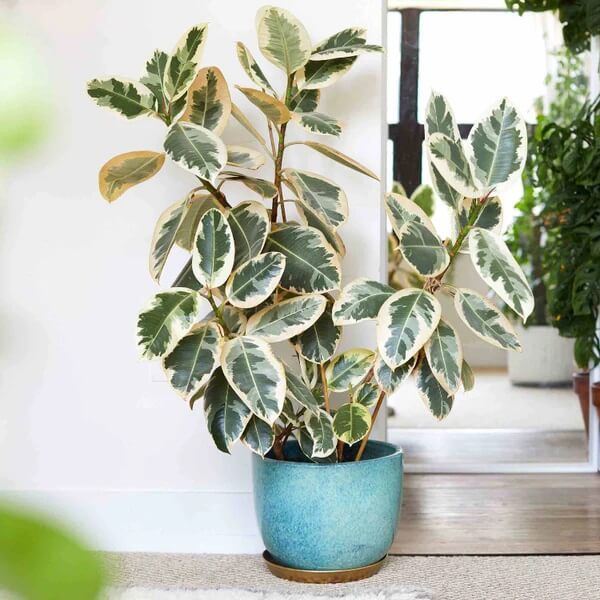 Variegated Rubber Plant seeds - Flower Plant