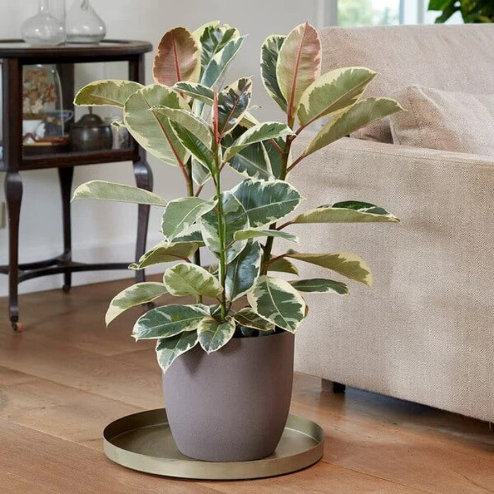 Variegated Rubber Plant seeds - Flower Plant
