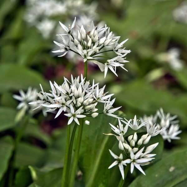 Variegated Society Garlic Seeds