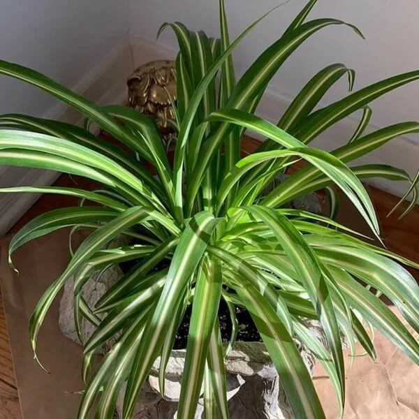 Variegated Spider Plant seeds - Flower Plant