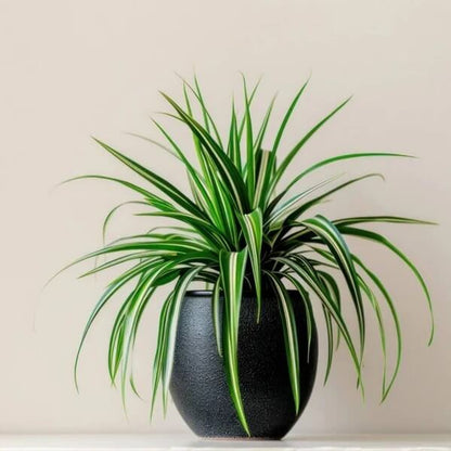 Variegated Spider Plant seeds - Flower Plant