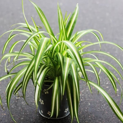 Variegated Spider Plant seeds - Flower Plant