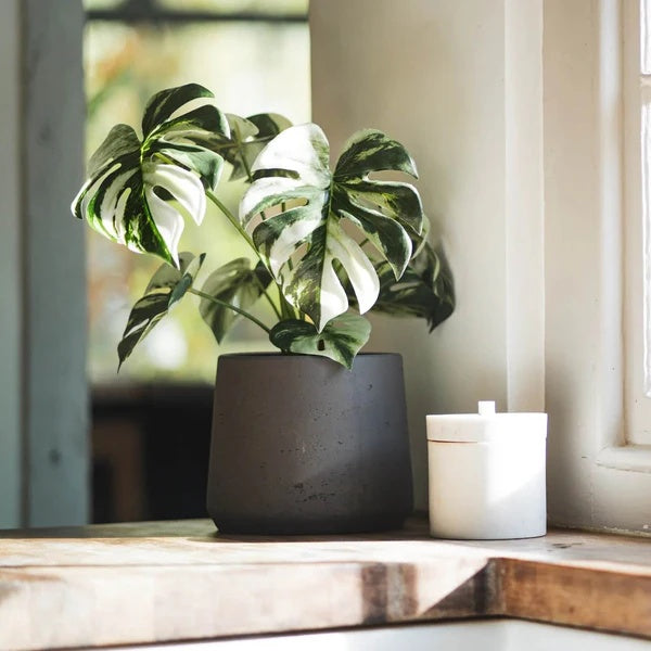 Variegated Swiss Cheese Plant seeds - Flower Plant