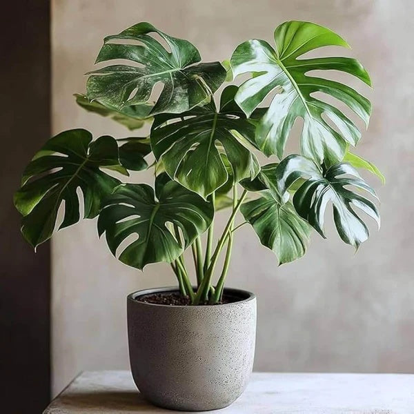Variegated Swiss Cheese Plant seeds - Flower Plant