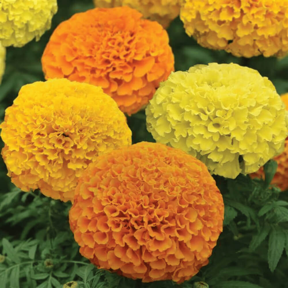 Variety Mix Marigold Seeds - Flower Plant