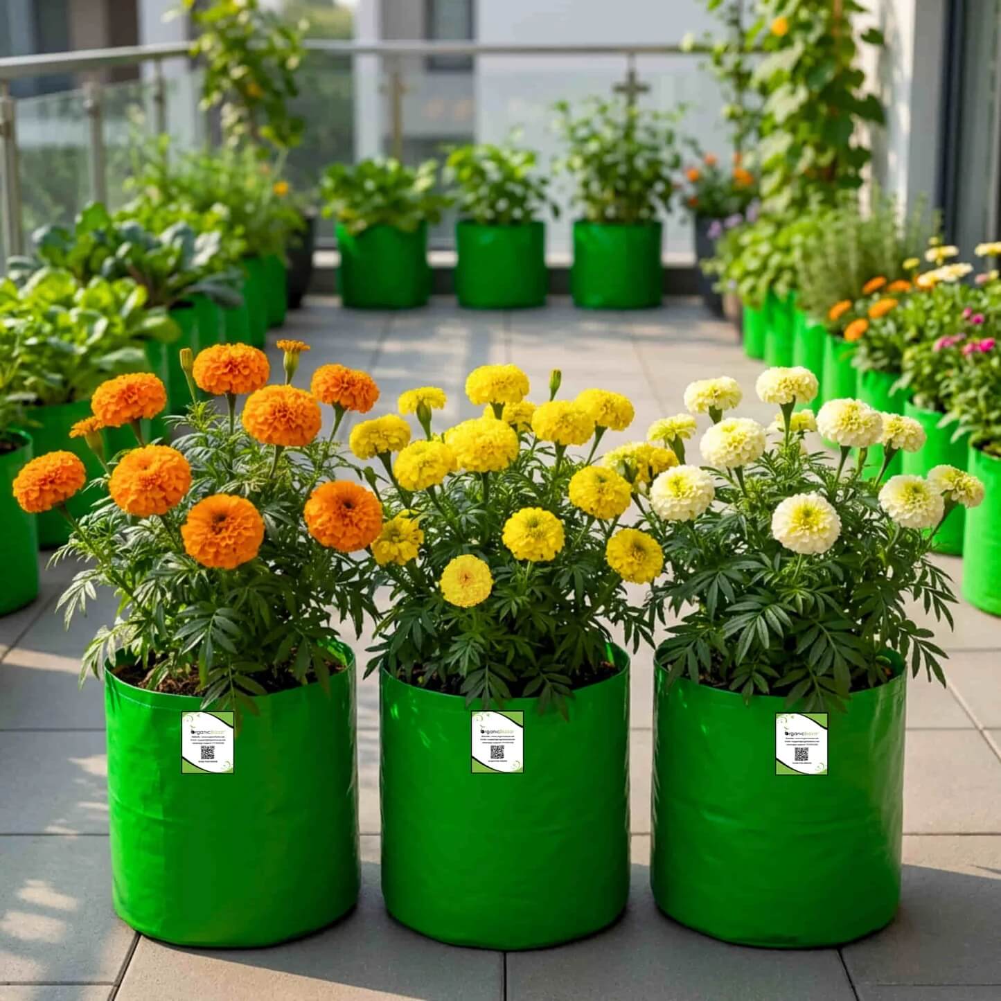 Variety Mix Marigold Seeds - Flower Plant