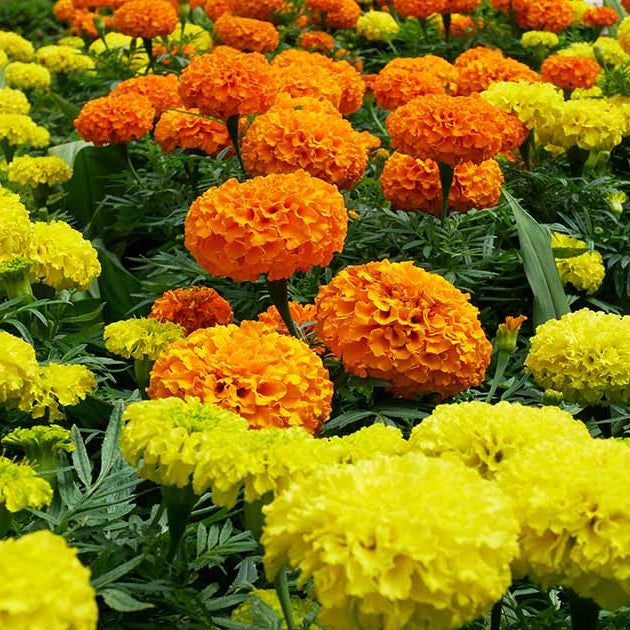Variety Mix Marigold Seeds - Flower Plant