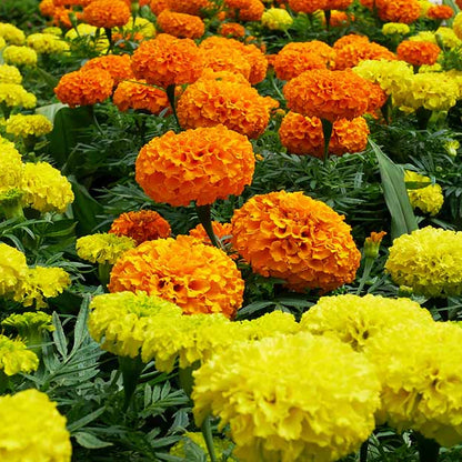 Variety Mix Marigold Seeds - Flower Plant