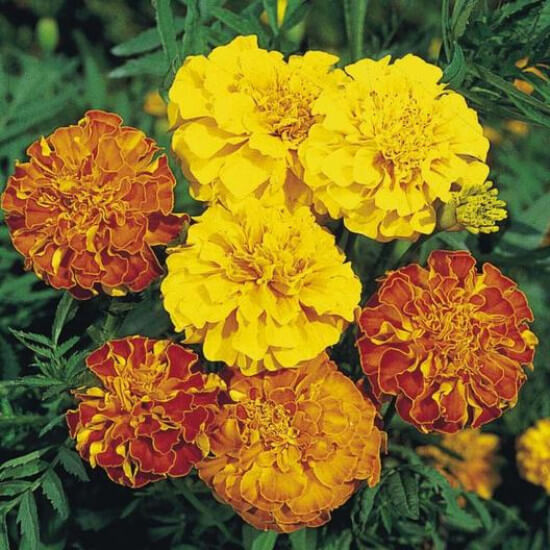 Variety Mix Marigold Seeds - Flower Plant