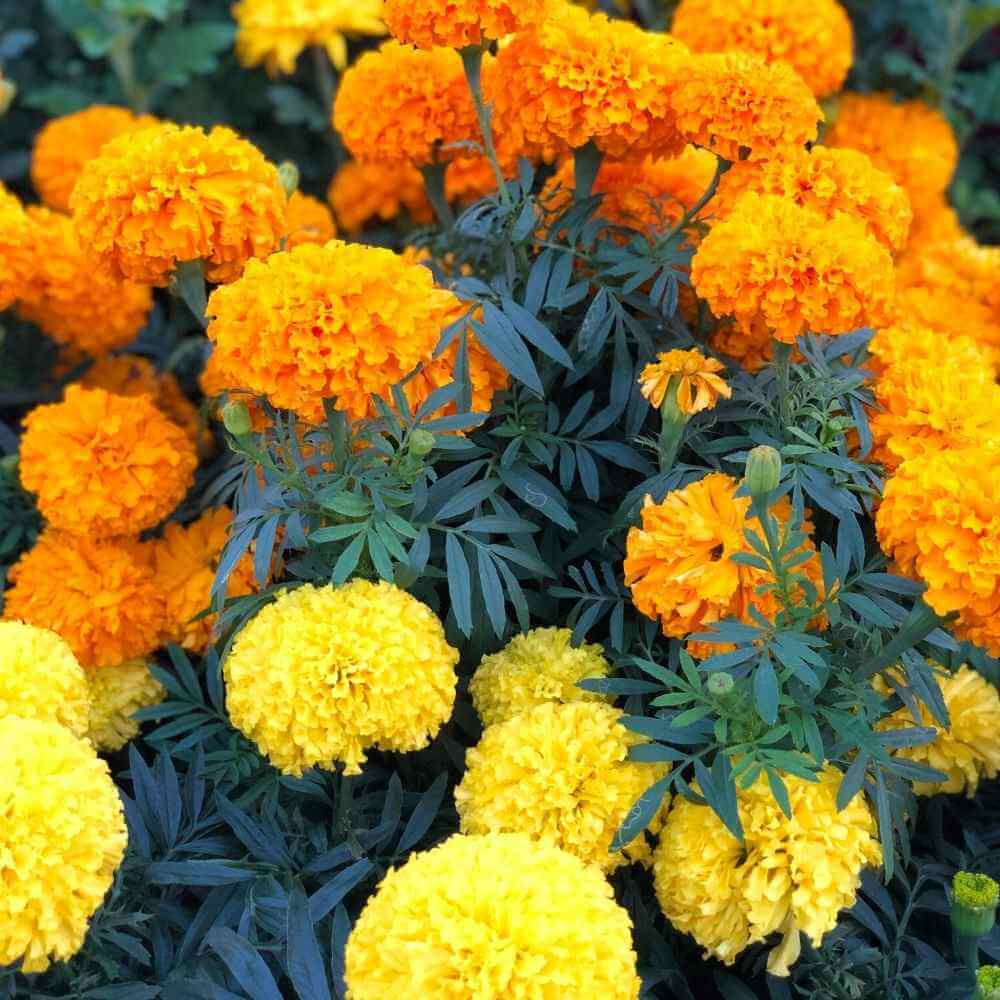 Variety Mix Marigold Seeds - Flower Plant