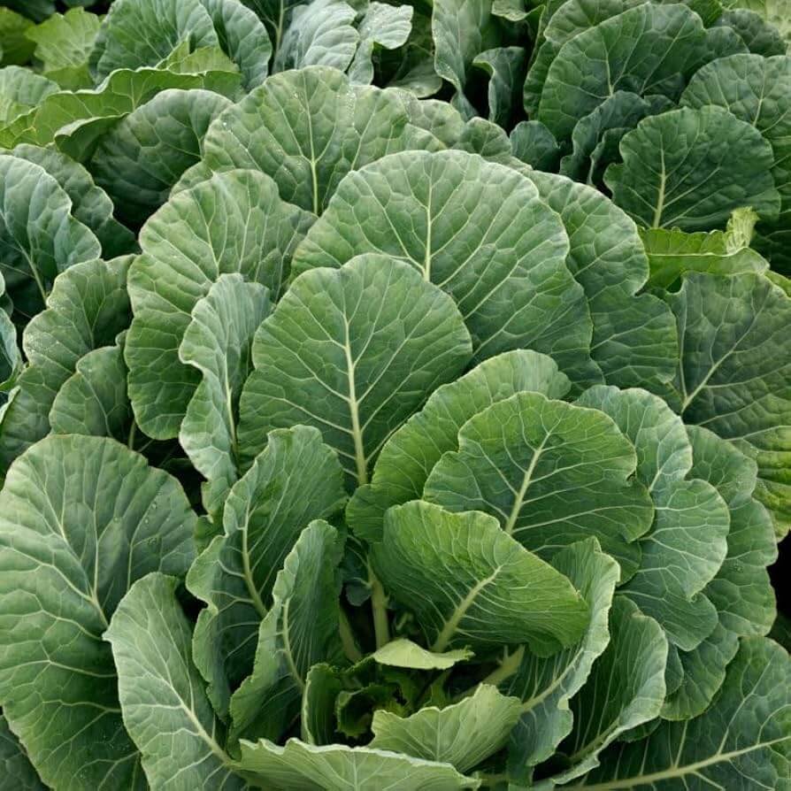 Vates Collard Green Seeds 