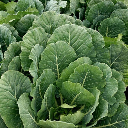 Vates Collard Green Seeds 