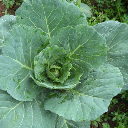 Vates Collard Green Seeds 