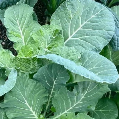 Vates Collard Green Seeds 