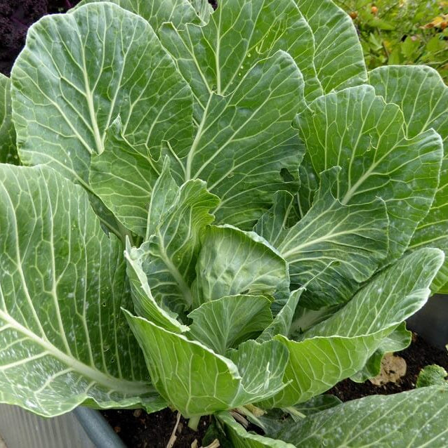 Vates Collard Green Seeds 