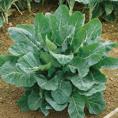 Vates Collards Seeds 
