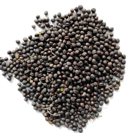 Vates Collards Seeds 