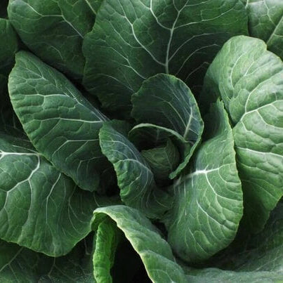 Vates Collards Seeds 