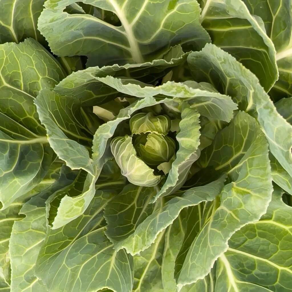 Vates Collards Seeds 