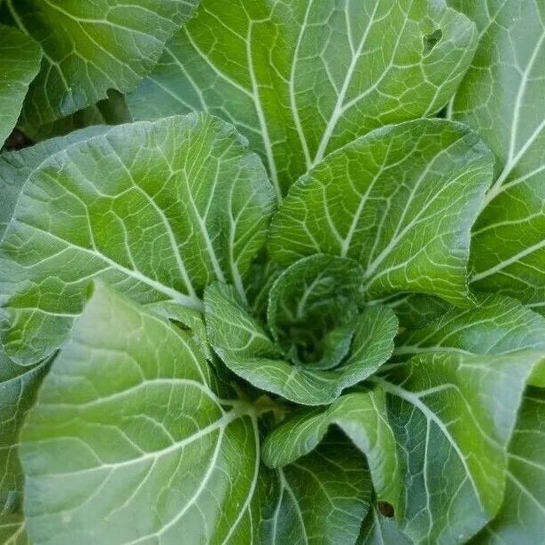 Vates Collards Seeds 