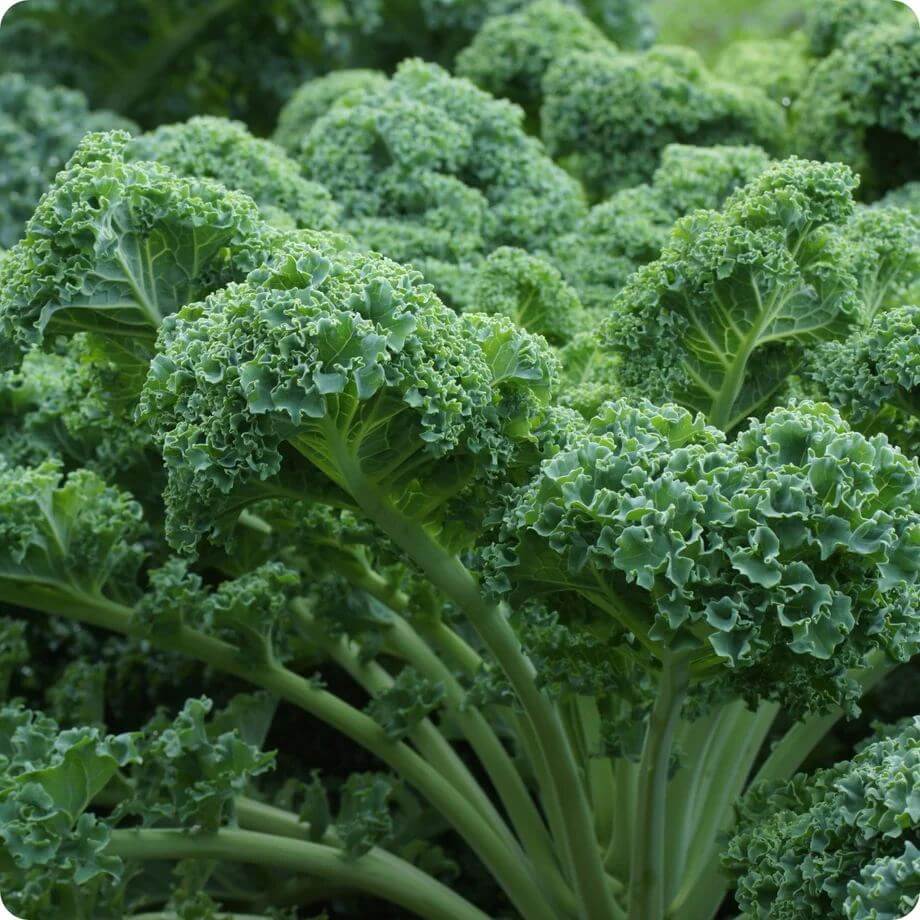 Vates Kale Seeds - Heirloom Vegetable Plant for Home Gardens
