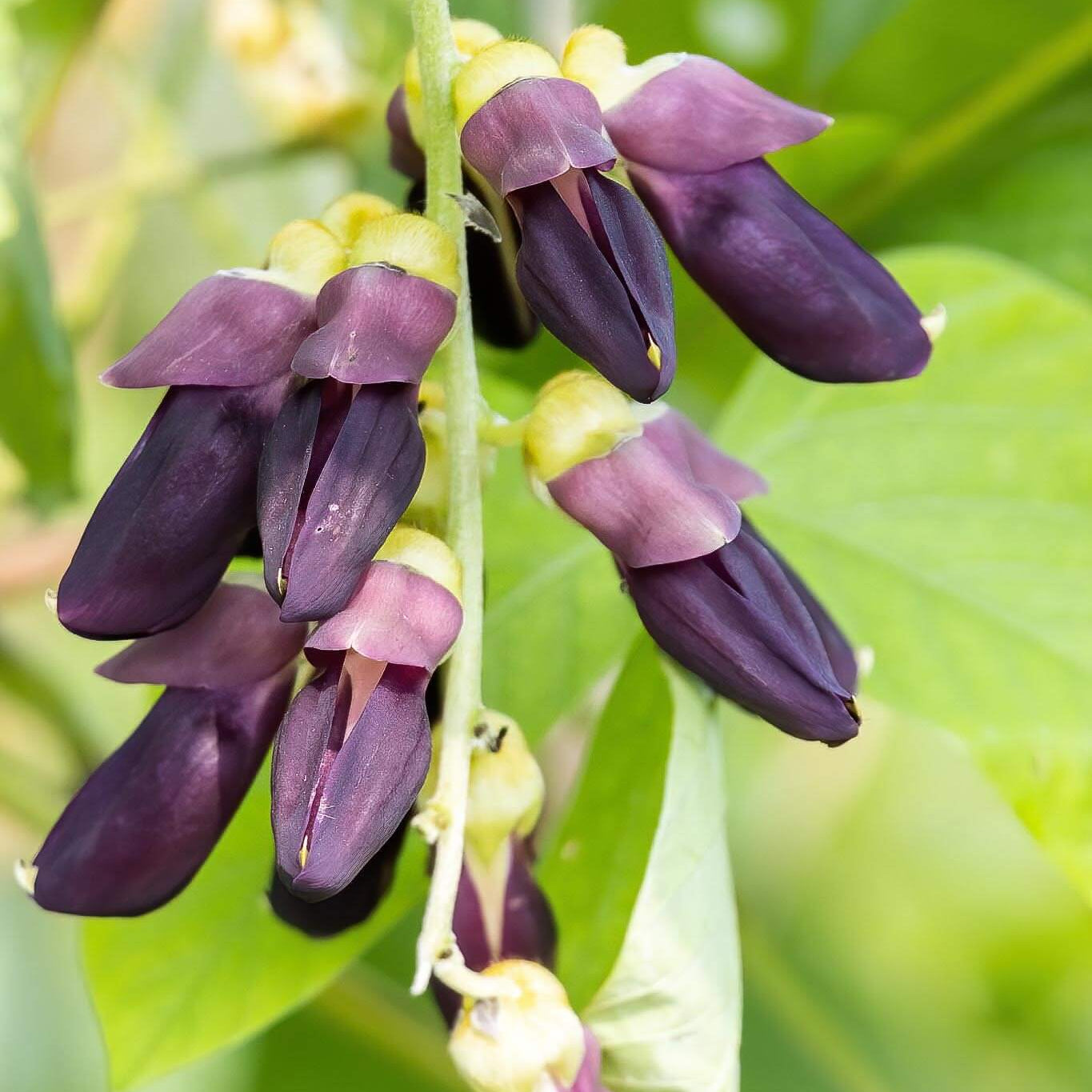 Velvet Bean Seeds - Herbal Plant