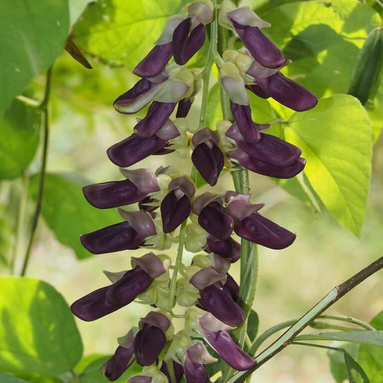 Velvet Bean Seeds - Herbal Plant