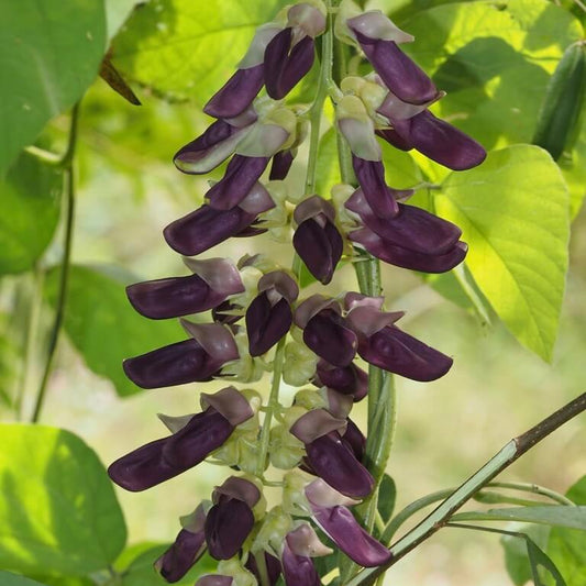 Velvet Bean Seeds - Herbal Plant