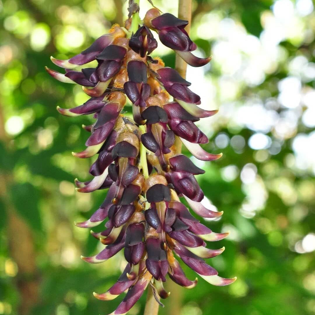 Velvet Bean Seeds - Herbal Plant