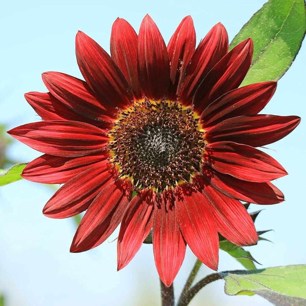 Velvet Queen Sunflower Seeds - Flower Plant