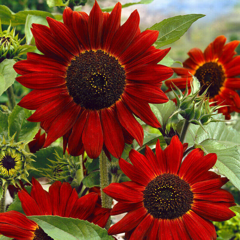 Velvet Queen Sunflower Seeds - Flower Plant