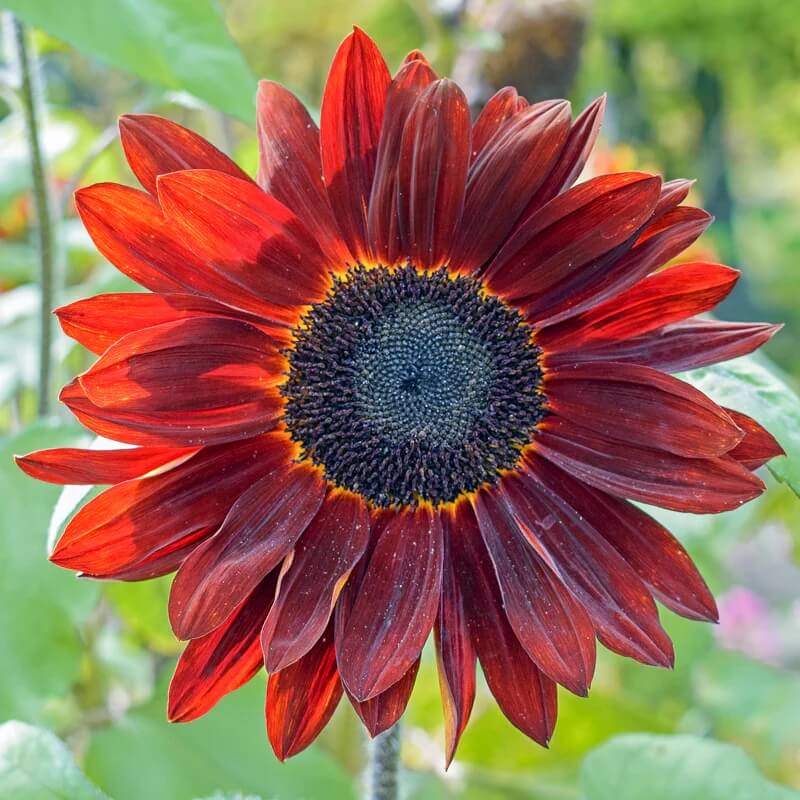 Velvet Queen Sunflower Seeds - Flower Plant