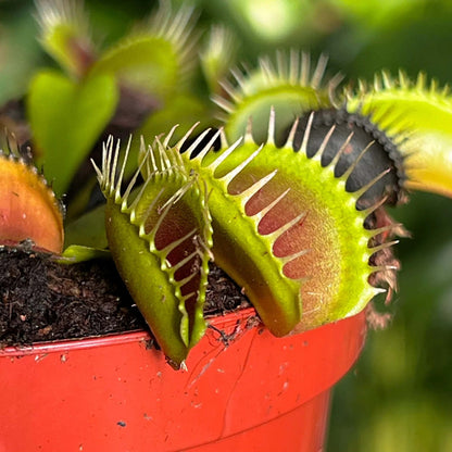 Venus Fly Trap Seeds