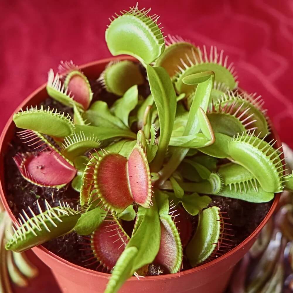 Venus Fly Trap Seeds