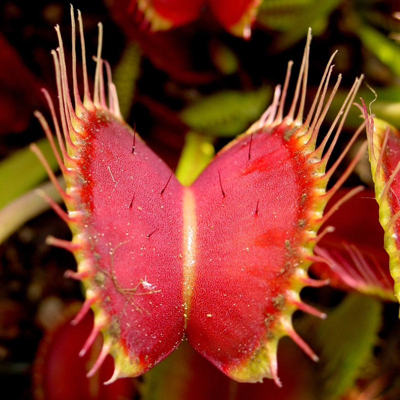 Venus Fly Trap Seeds