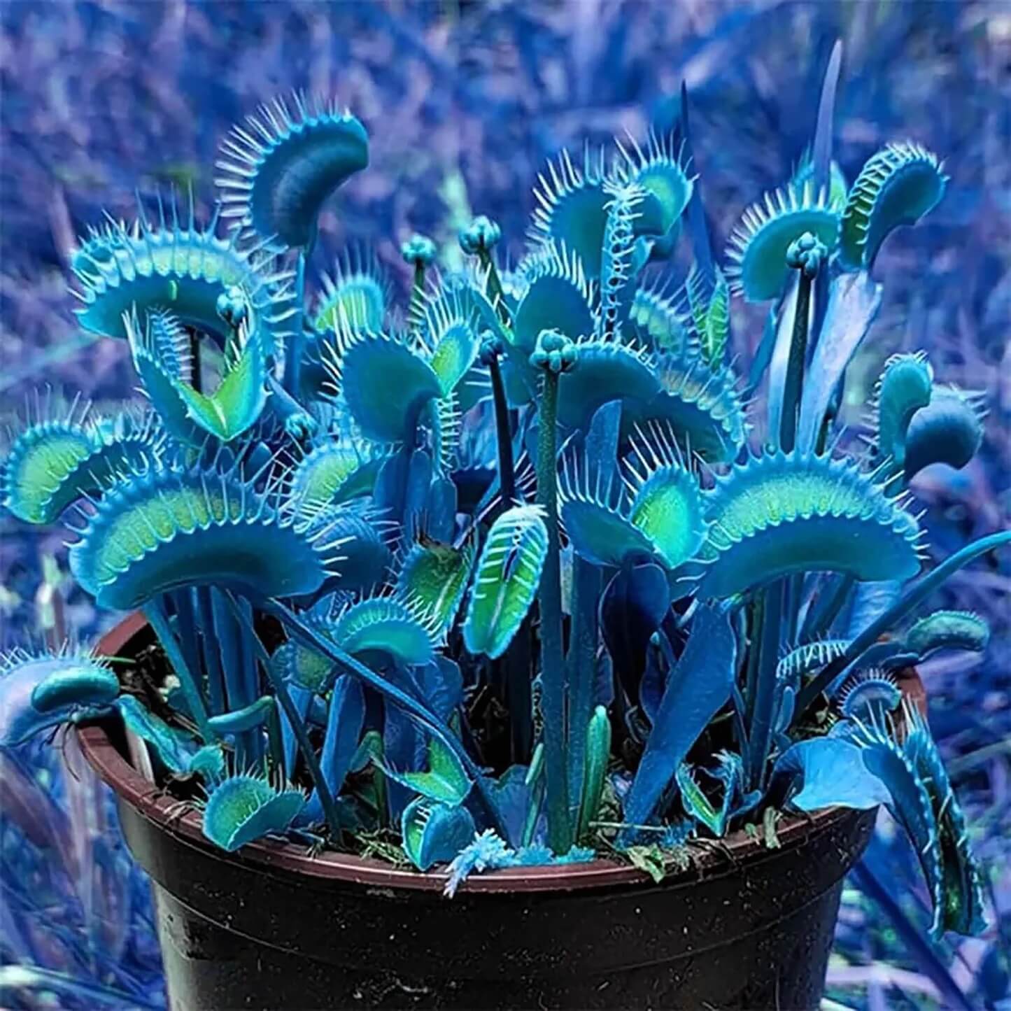 Venus Fly trap Blue Exotic Seeds 