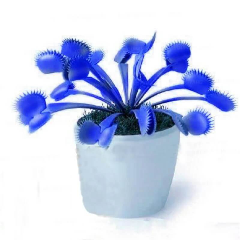 Venus Fly trap Blue Exotic Seeds 