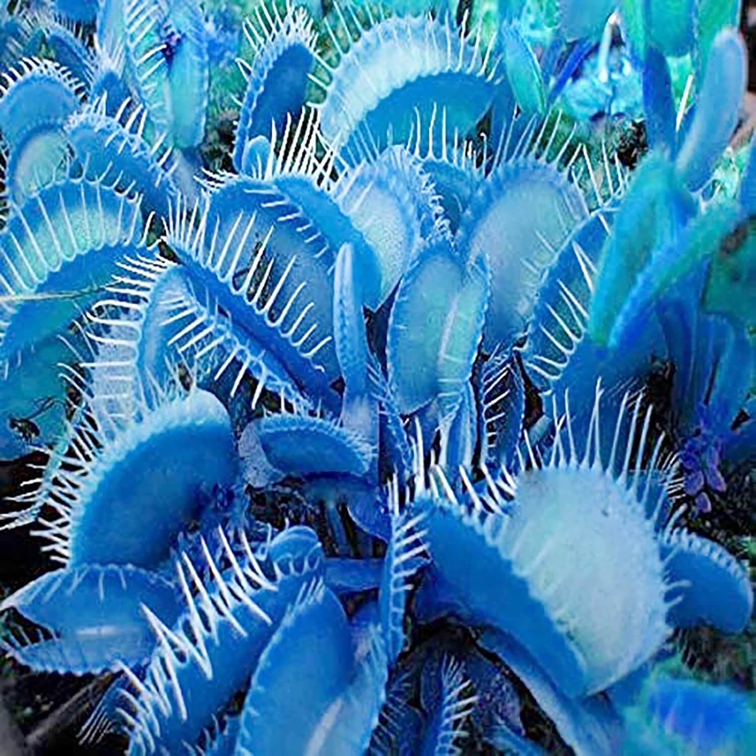 Venus Fly trap Blue Exotic Seeds 