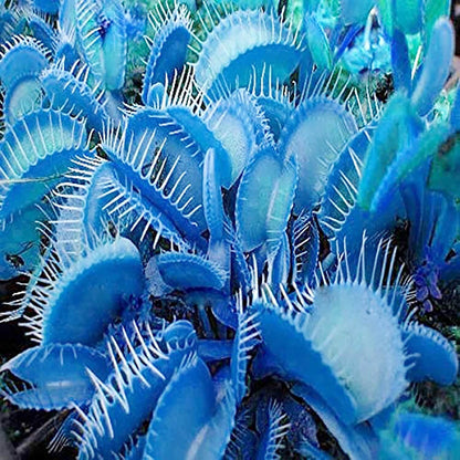 Venus Fly trap Blue Exotic Seeds 