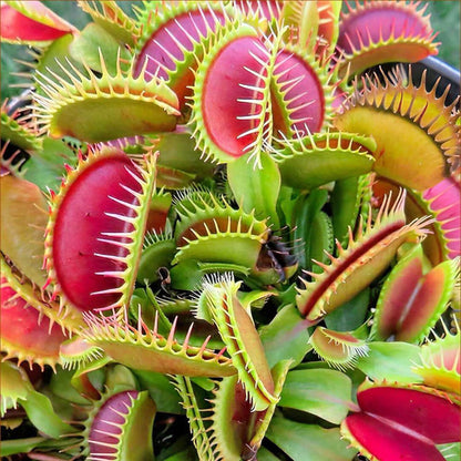 Venus Flytrap 202 OP Seeds 