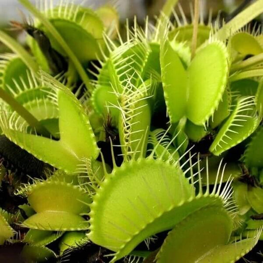 Venus Flytrap All Green Seeds 