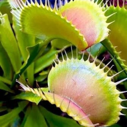 Venus Flytrap Angry Lettuce OP Seeds