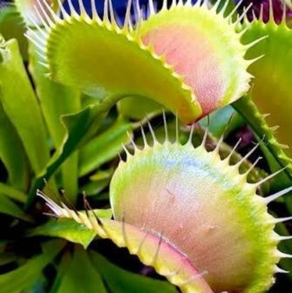 Venus Flytrap Asmodeus OP Seeds 